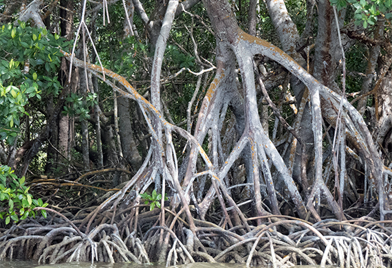 Mangroves by Johnny Wilson